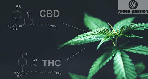 Cannabis Blüten mit hohem CBD oder THC Gehalt wählen?