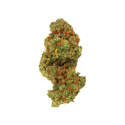 Fruit Punch CBD-Blüte von Green Passion – Premium Schweizer Indoor-Cannabis mit fruchtigem Terpenprofil, dichten, harzigen Buds und intensiver Aromatik.