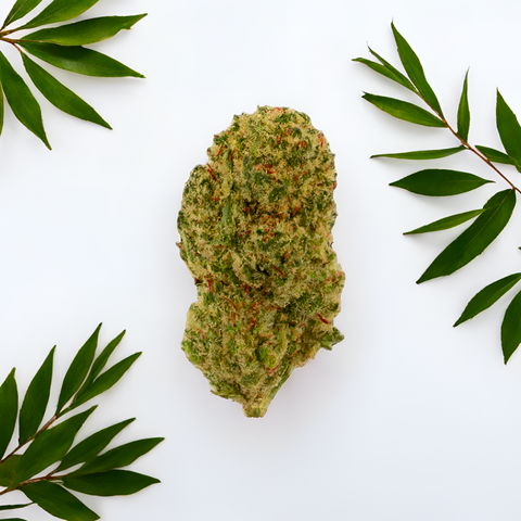 CBD Blüten Maui Wowy Popcorn auf natürlichem Hintergrund – Kompakte Buds mit tropisch-süssem Aroma. Premium Indoor-Qualität von Green Passion.