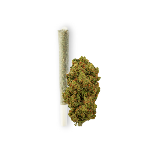 Produktfoto von Green Passion: Vorgerollter Joint Amnesia neben einer grossen frischen, grünen CBD-Blüte. Das Bild zeigt die Qualität und Frische des Produkts auf einem weissen Hintergrund.