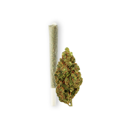 Produktfoto von Green Passion: Vorgerollter Joint Passion Kush neben einer frischen CBD-Blüte. Das Bild zeigt die Qualität und Frische des Produkts auf einem weißen Hintergrund.